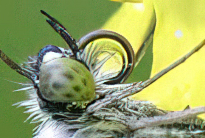Orange-tip
