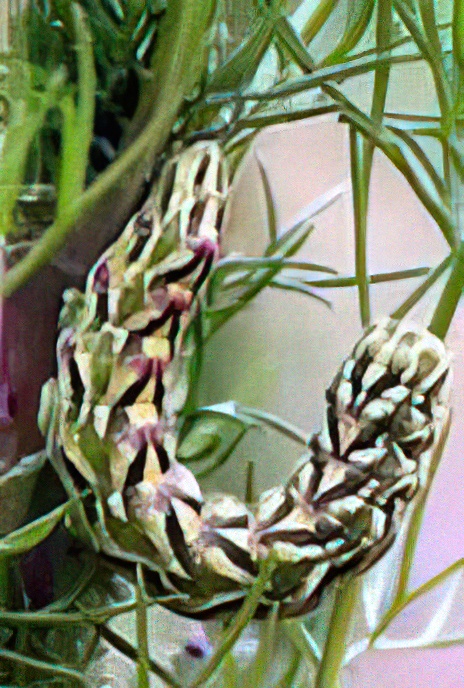 Chamomile Shark Moth (caterpillar)