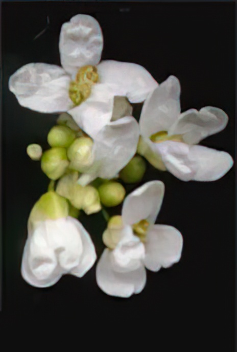 Horse Radish