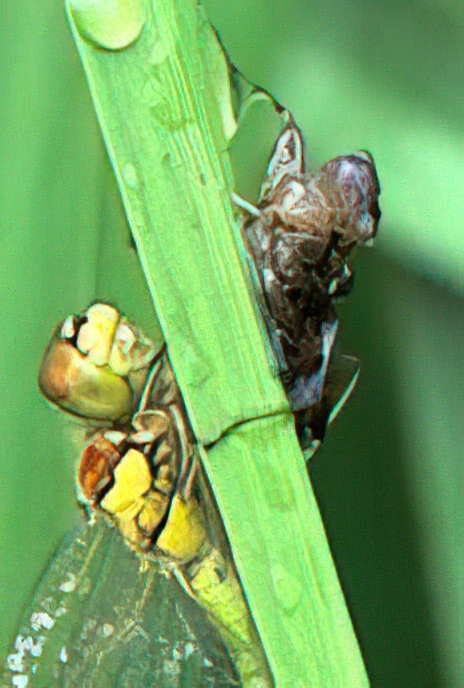 Black-tailed Skimmer (female)