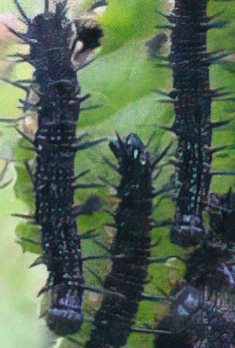 Peacock Butterfly (caterpillar)