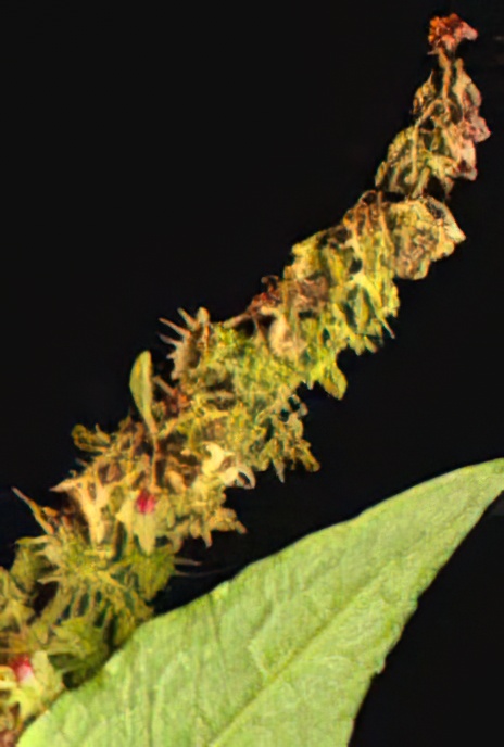 Broad-leaved Dock