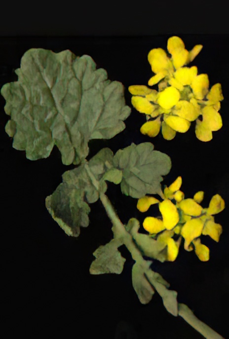 Wild Radish