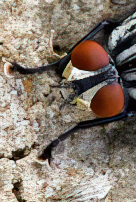 Flesh Fly