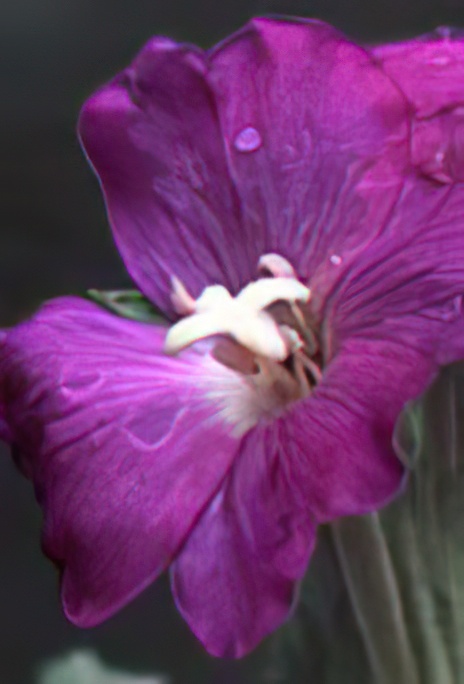 Great Willowherb