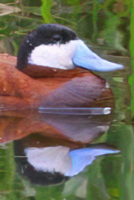 Ruddy Duck