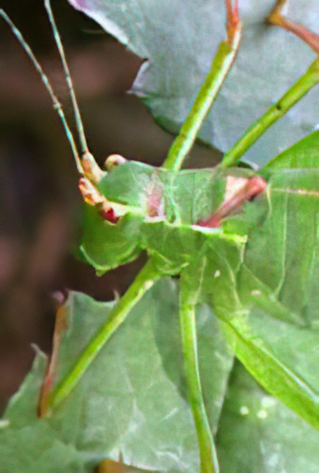 Speckled Bush Cricket (female)