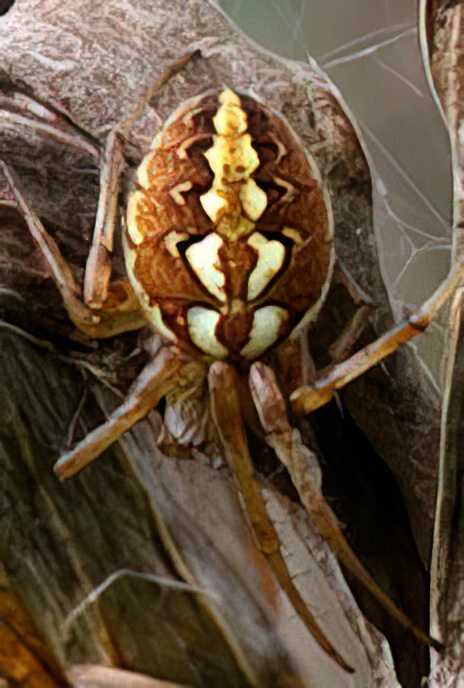 Orb Web Spider