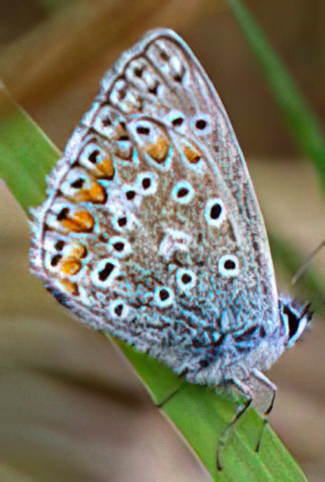 Common Blue