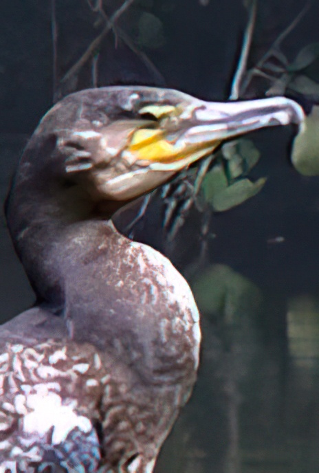 Cormorant
