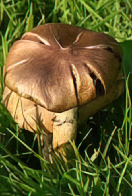 Honey Fungus