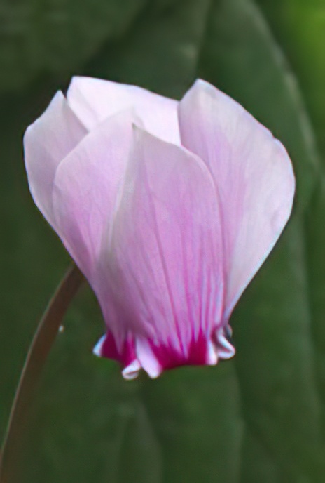 Cyclamen