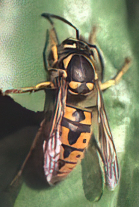 Common Wasp (queen)