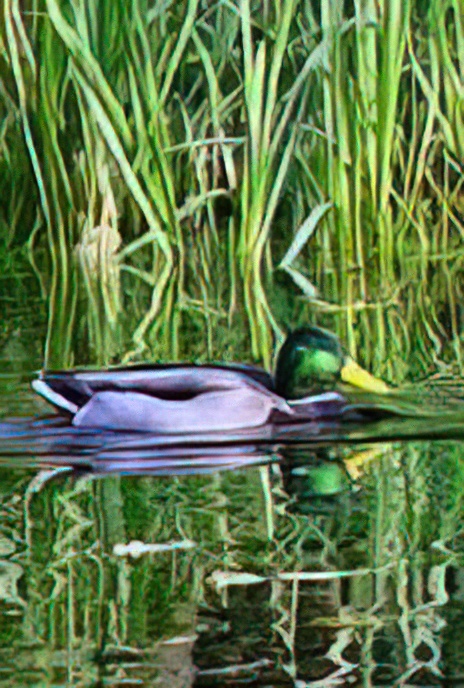 Mallard Duck (male)