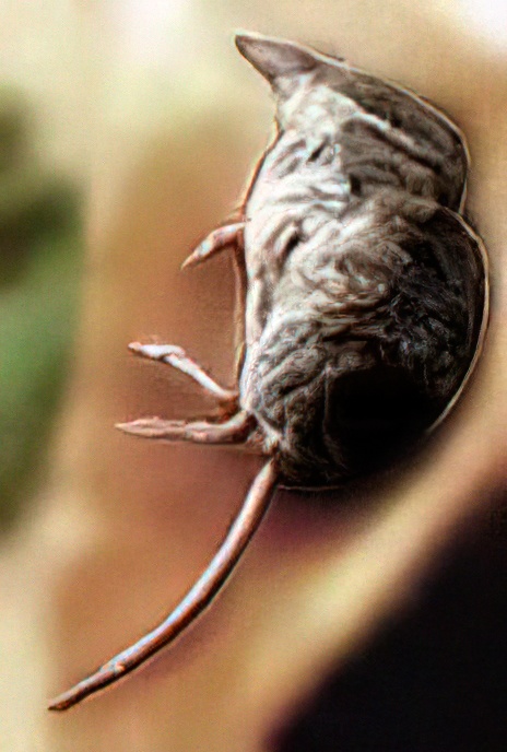 Common Shrew