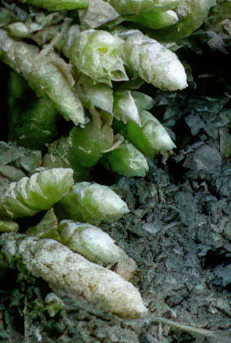 Silver Thread Moss or Silvery Sidewalk Moss (USA)