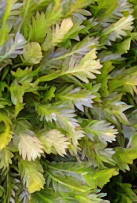 Common Pocket Moss