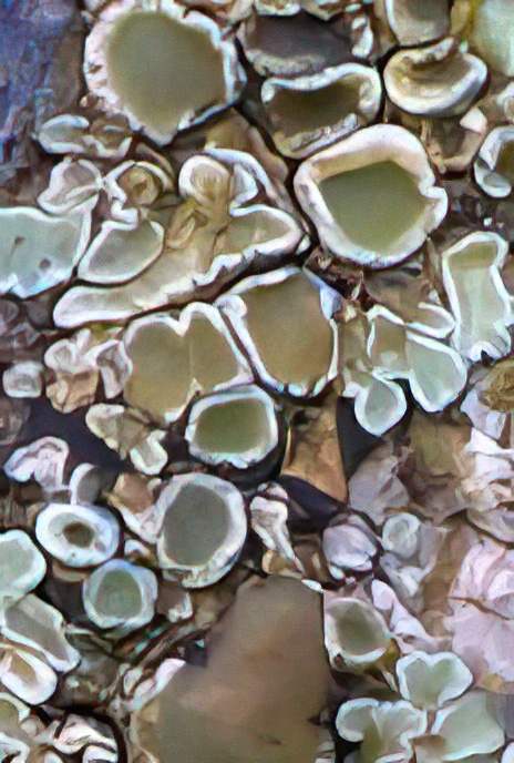 Lecanora muralis
