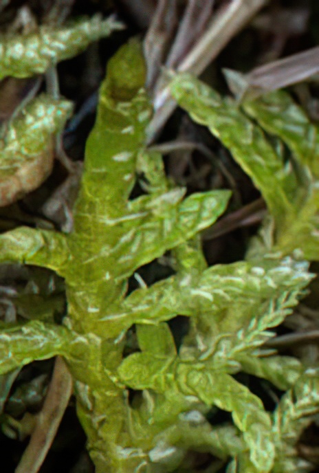 Neat Feather Moss