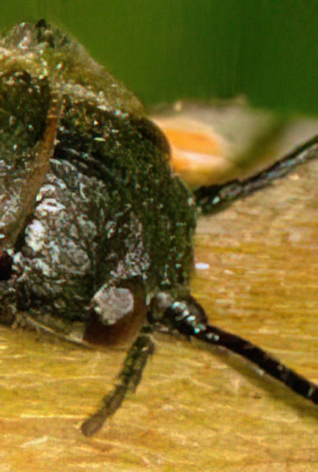 Alder Fly