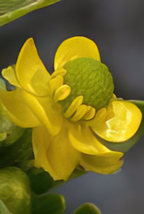 Celery-leaved Buttercup