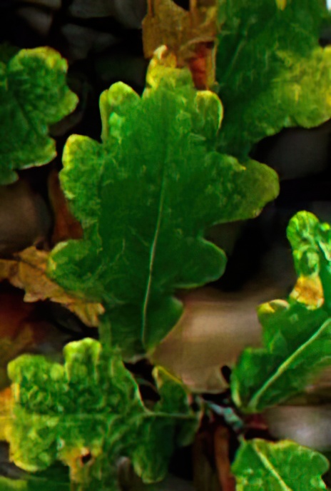 English Oak