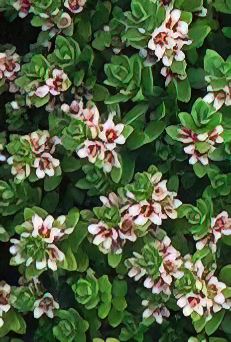 Sea-milkwort