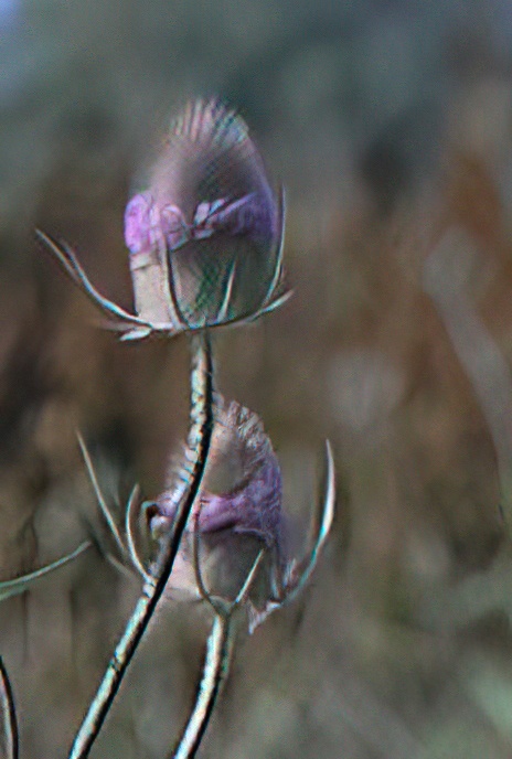Teasel