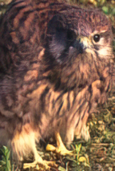 Kestrel (juvenile)