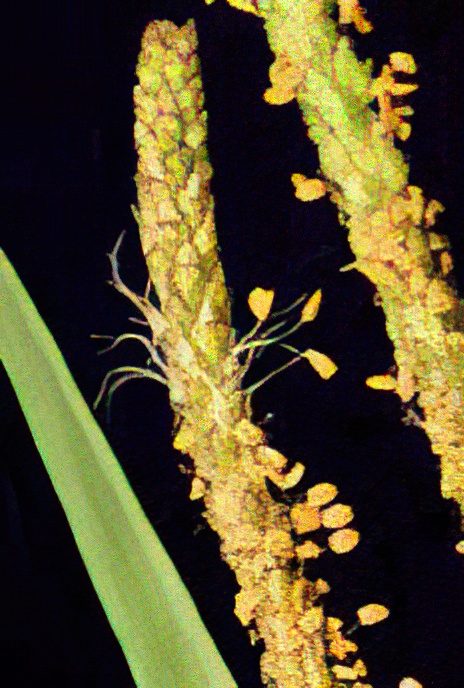 Sea Plantain