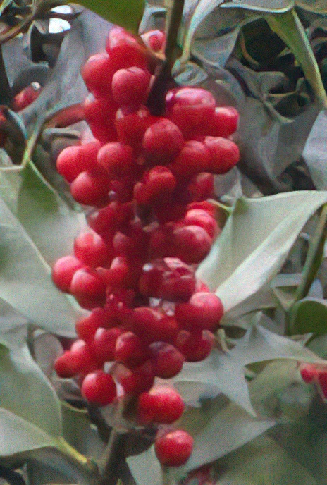Holly
