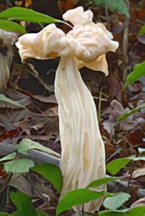 Common White Helvella or White Elfin Saddle