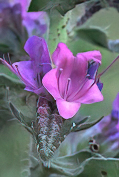Viper’s Bugloss