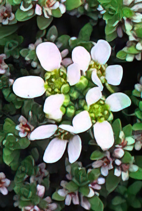 Common Scurvy Grass