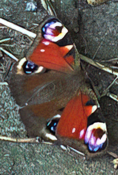 Peacock Butterfly