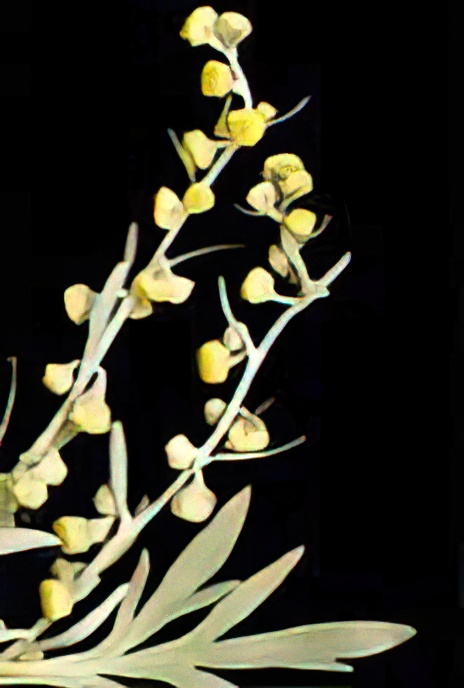 Wormwood