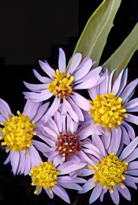 Sea Aster