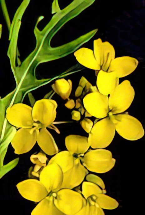 Perennial Wall Rocket