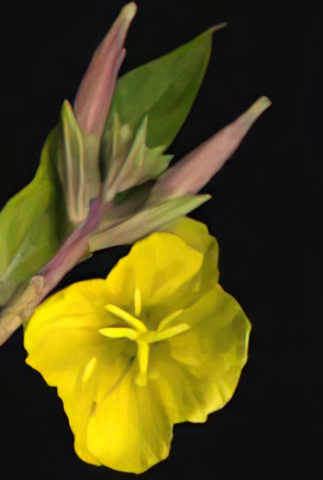 Common Evening-primrose