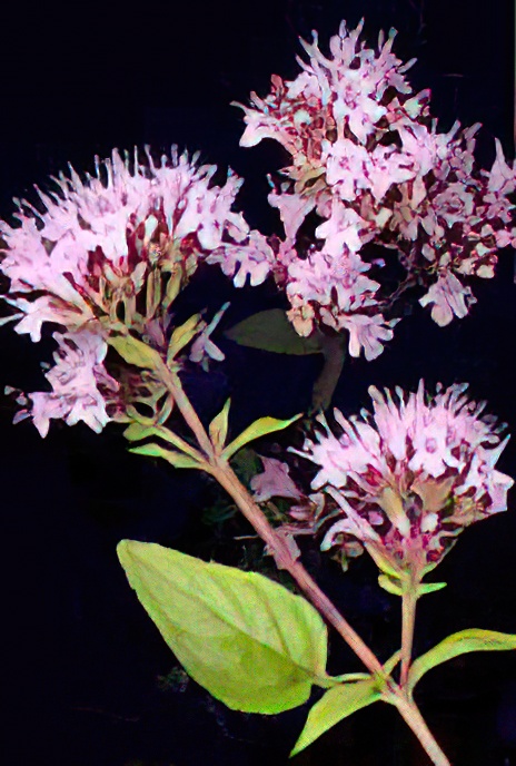 Marjoram