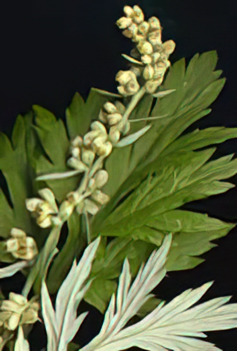 Mugwort