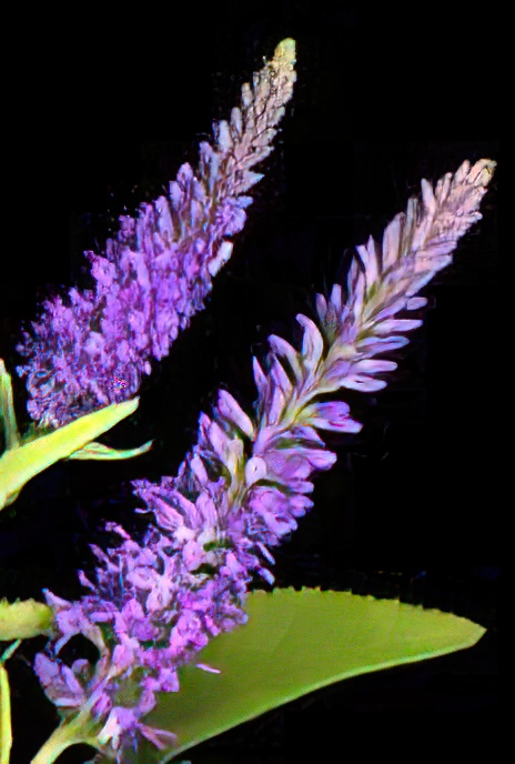 Spiked Speedwell