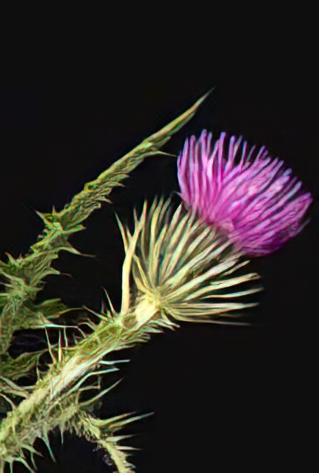 Marsh Thistle