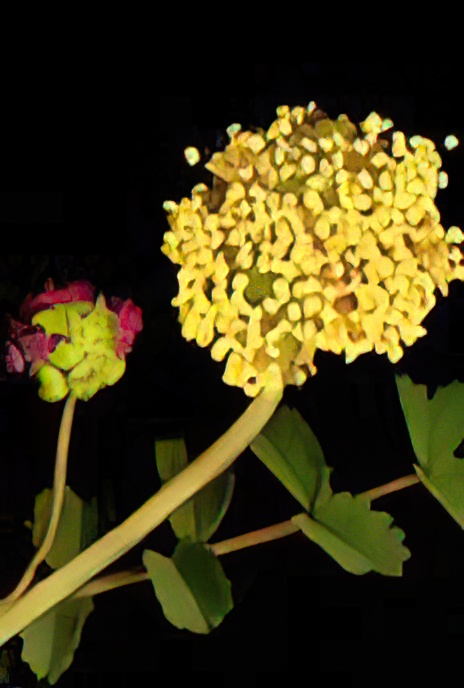 Salad Burnet