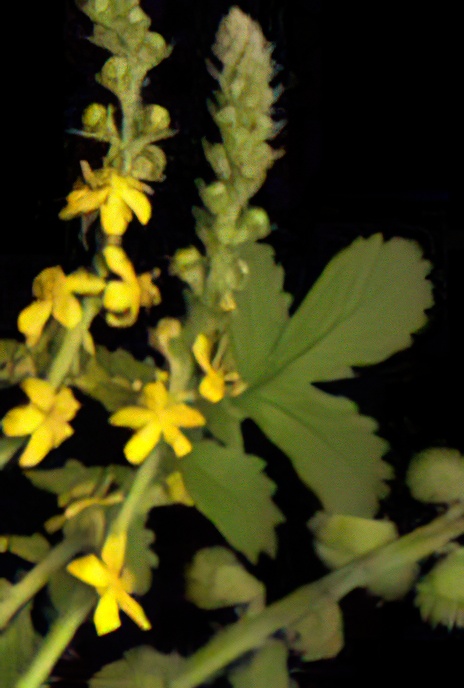 Agrimony
