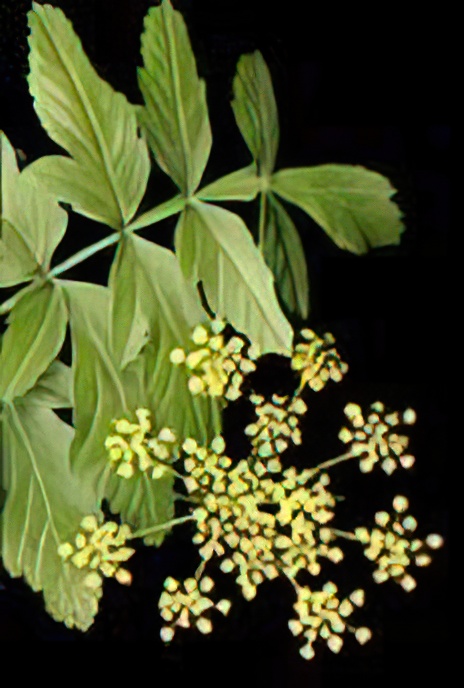 Wild Parsnip