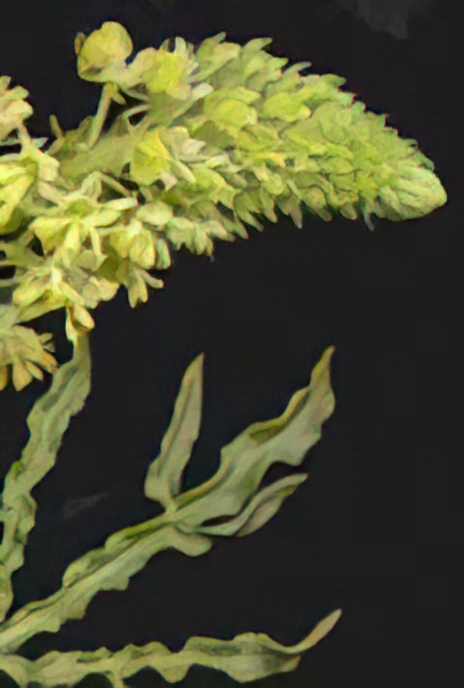 Wild Mignonette