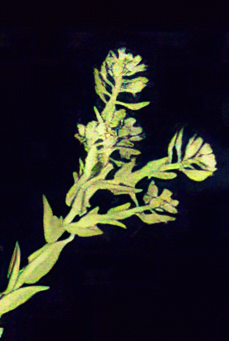 Field Pepperwort