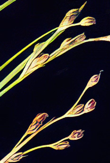 Saltmarsh Rush