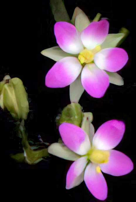 Lesser Sea-spurrey